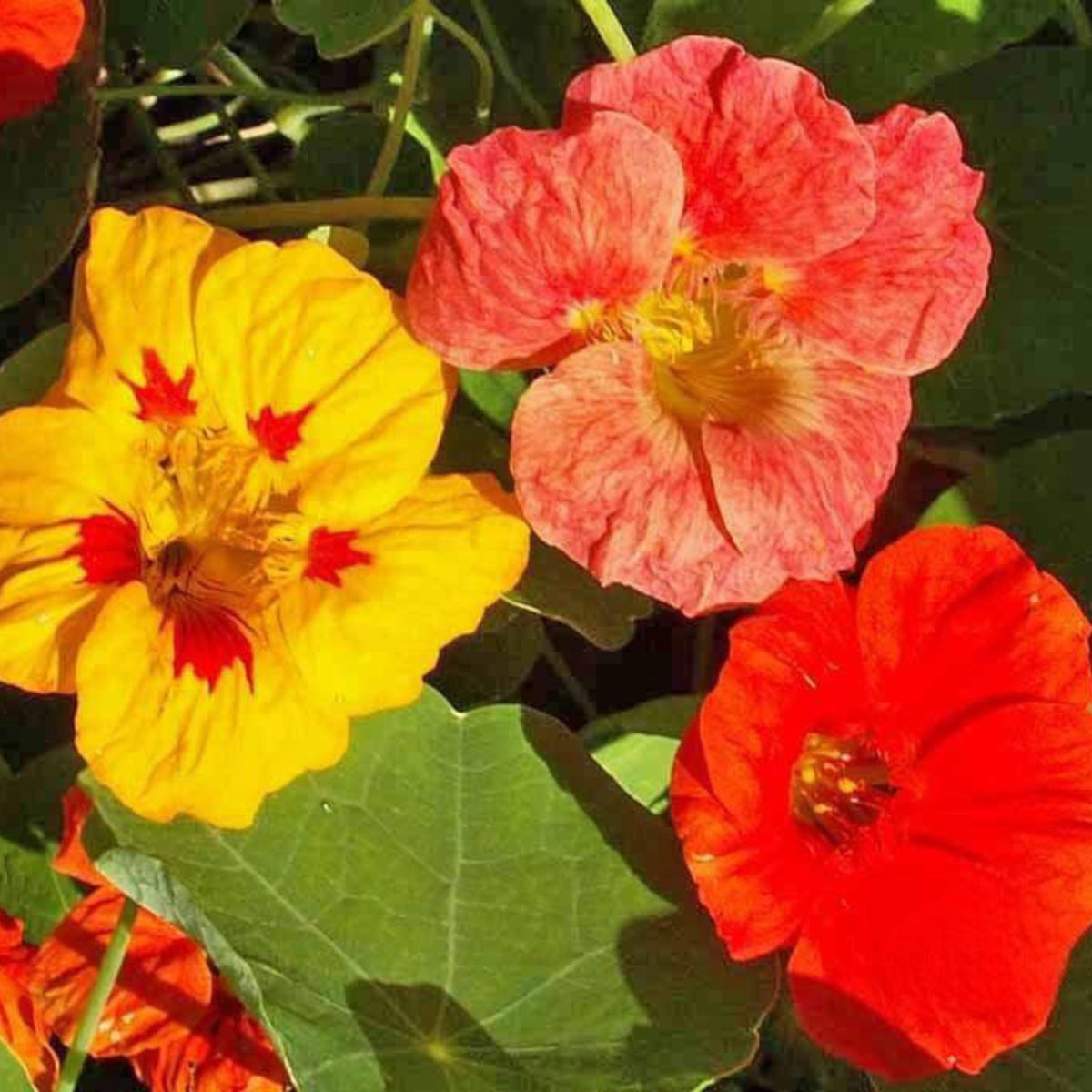 Close-up of Nasturtium Single Mix red, orange and yellow flowers