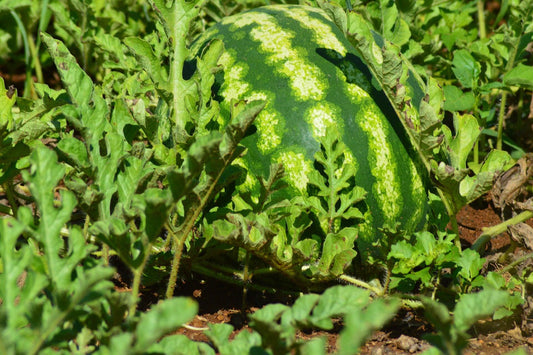 Orange Tendersweet Watermelon - Cheap Seeds, LLC