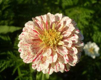 Peppermint Stick Zinnia Mix - Cheap Seeds, LLC