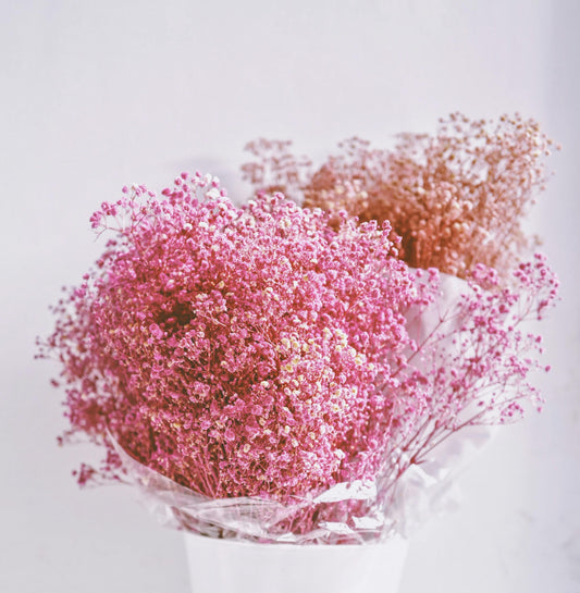 Carmine Baby’s Breath