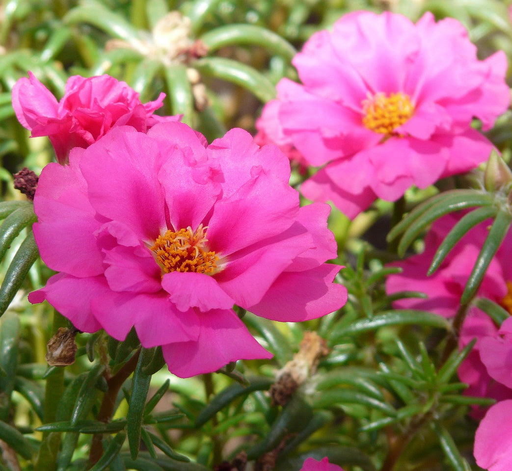 Portulaca