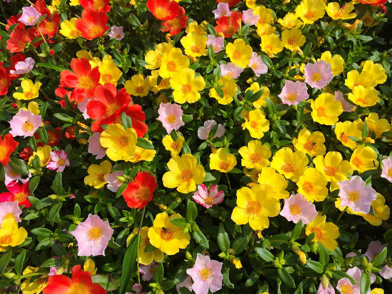Portulaca