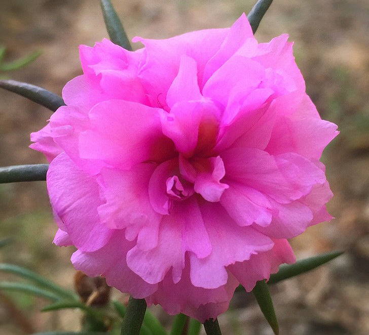 Portulaca