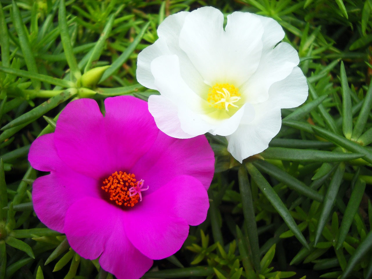 Portulaca
