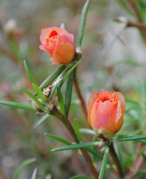 Portulaca