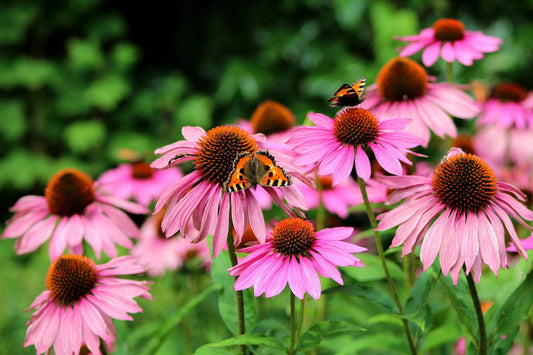 Purple Coneflower - Cheap Seeds, LLC