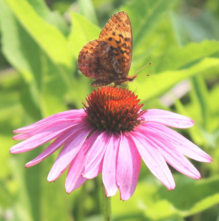purple coneflower with a butterfly feeding