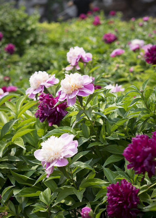 Purple Peony Poppy - Cheap Seeds, LLC