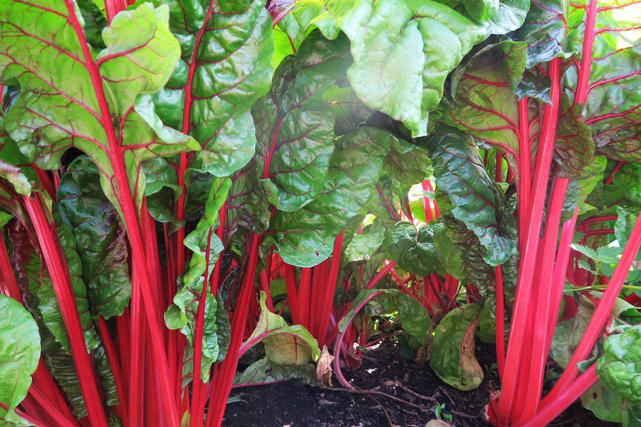 Rainbow Swiss Chard Mix - Cheap Seeds, LLC