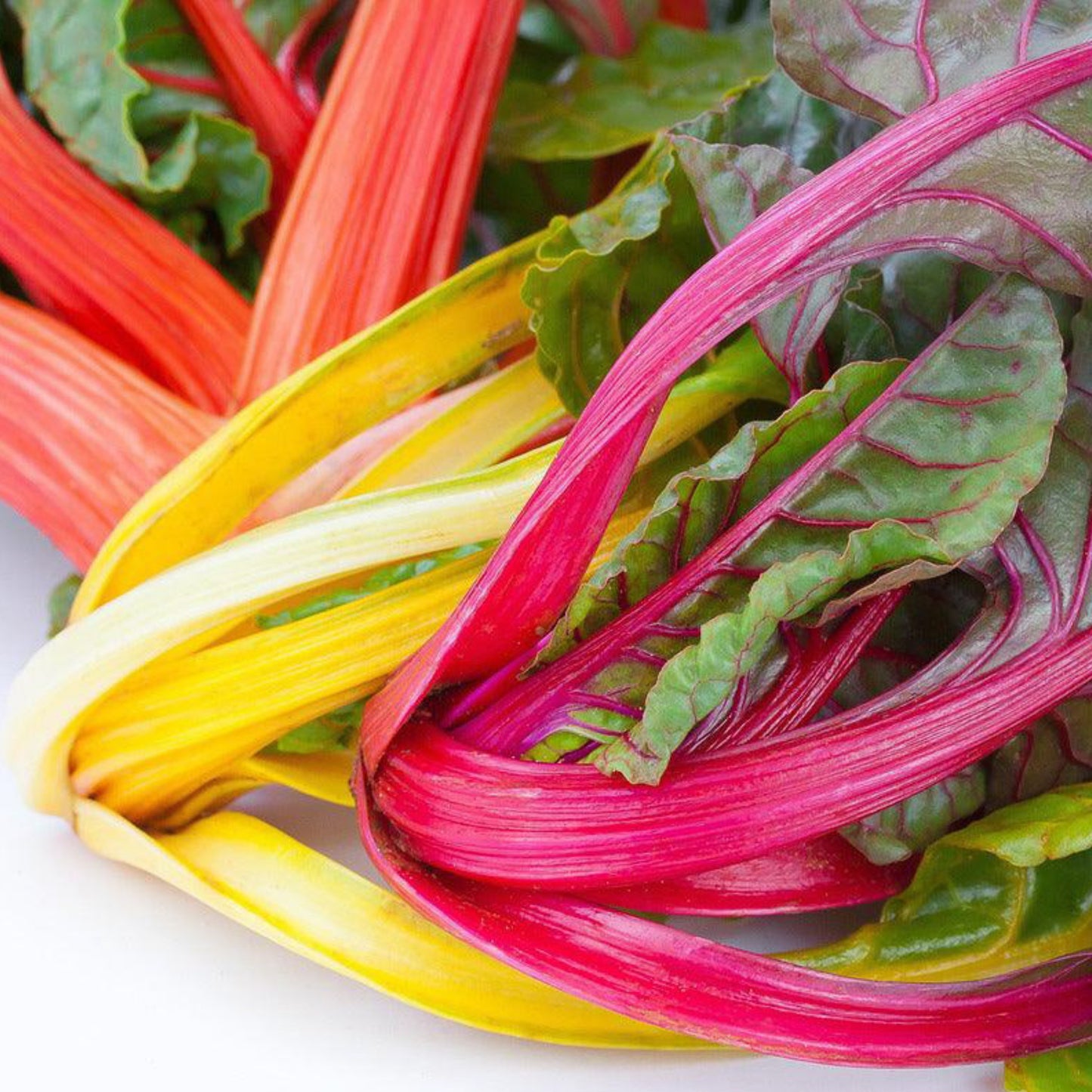 Rainbow Swiss Chard Mix