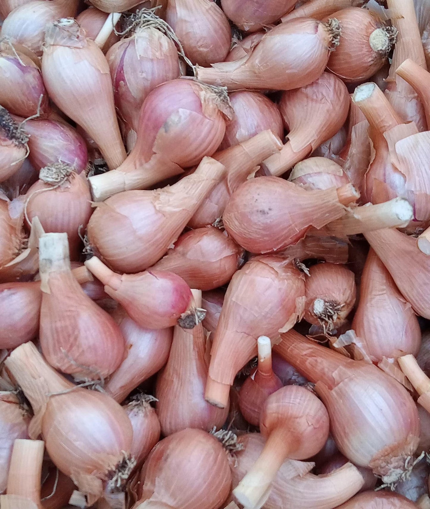 Red Catawissa Walking Onions – Rare Heirloom Perennial