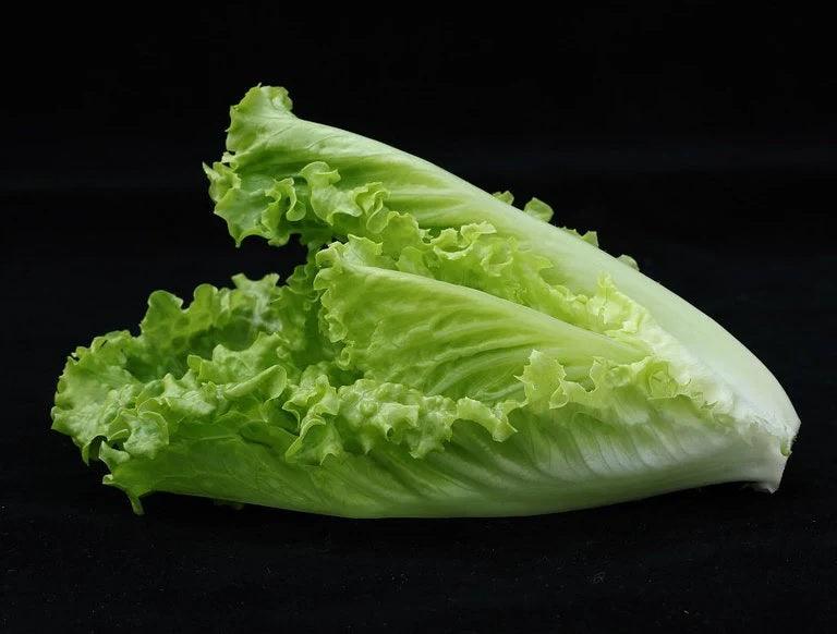 Romaine Parris Island Cos Lettuce