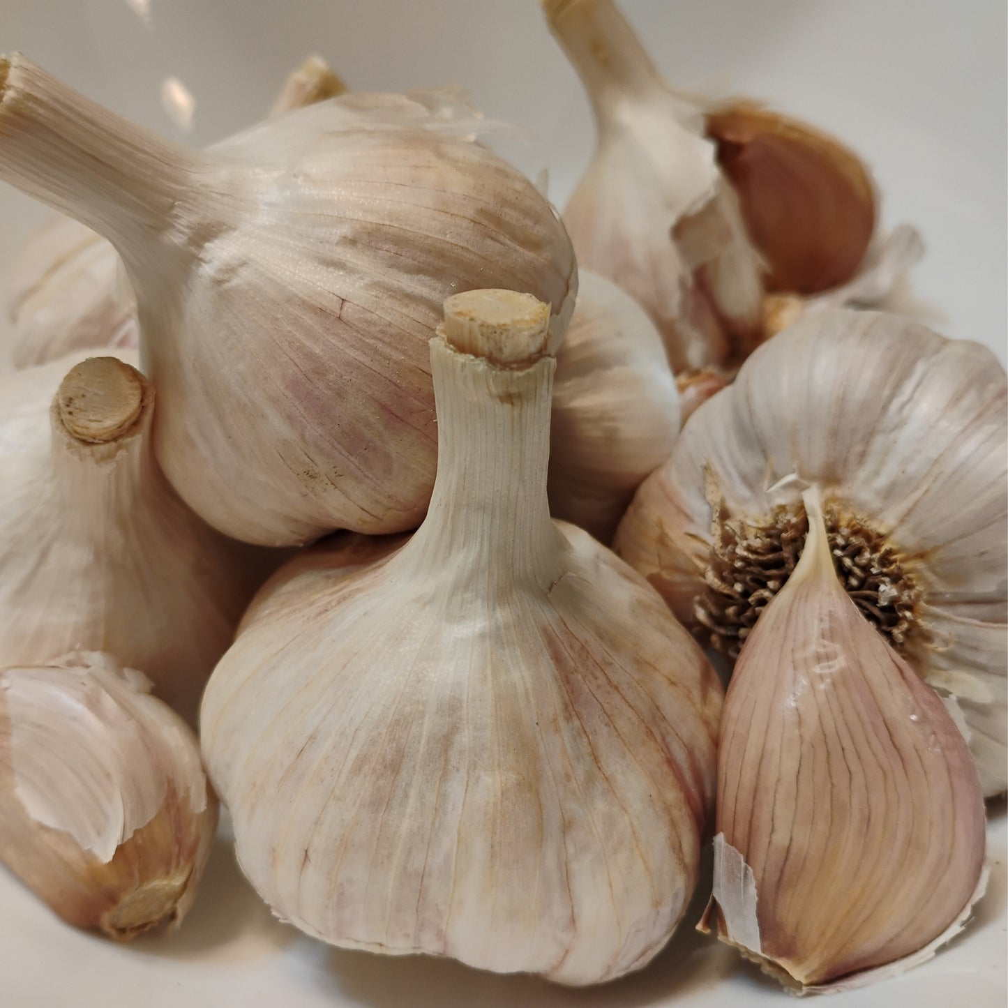 Russian Red Garlic