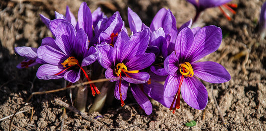 Saffron Bulbs – 9/10 cm (Crocus sativus)