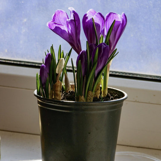 Saffron Bulbs