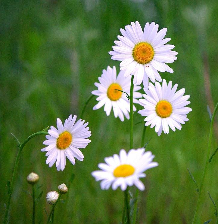 Shade Flower Mix - Cheap Seeds, LLC