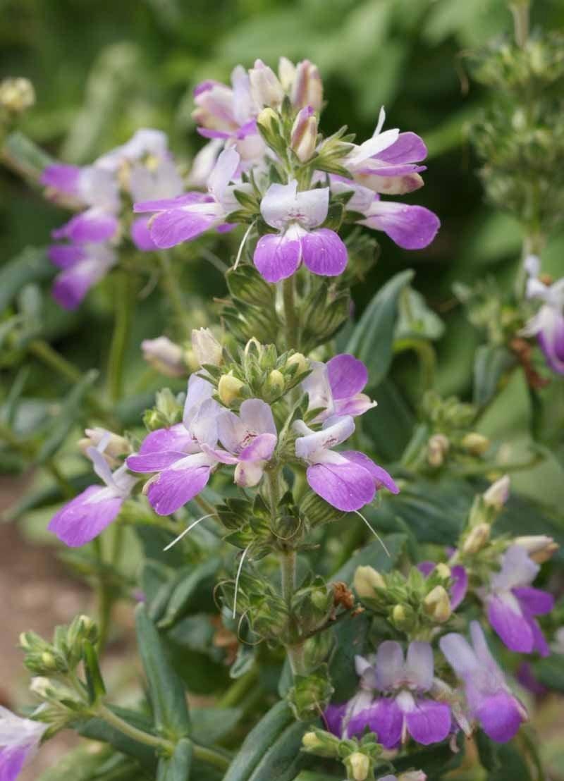 Shade Flower Mix - Cheap Seeds, LLC