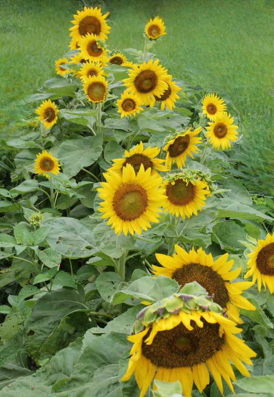 Short Stuff Sunflower - Cheap Seeds, LLC