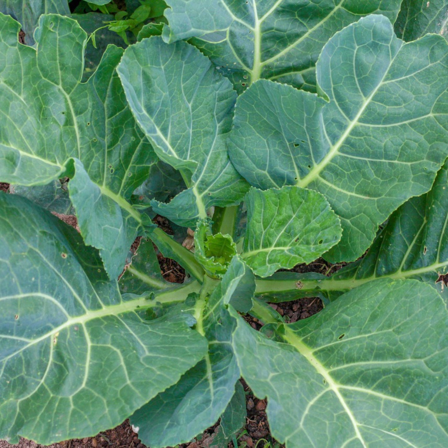 Southern Georgia collards growing with large green leaves