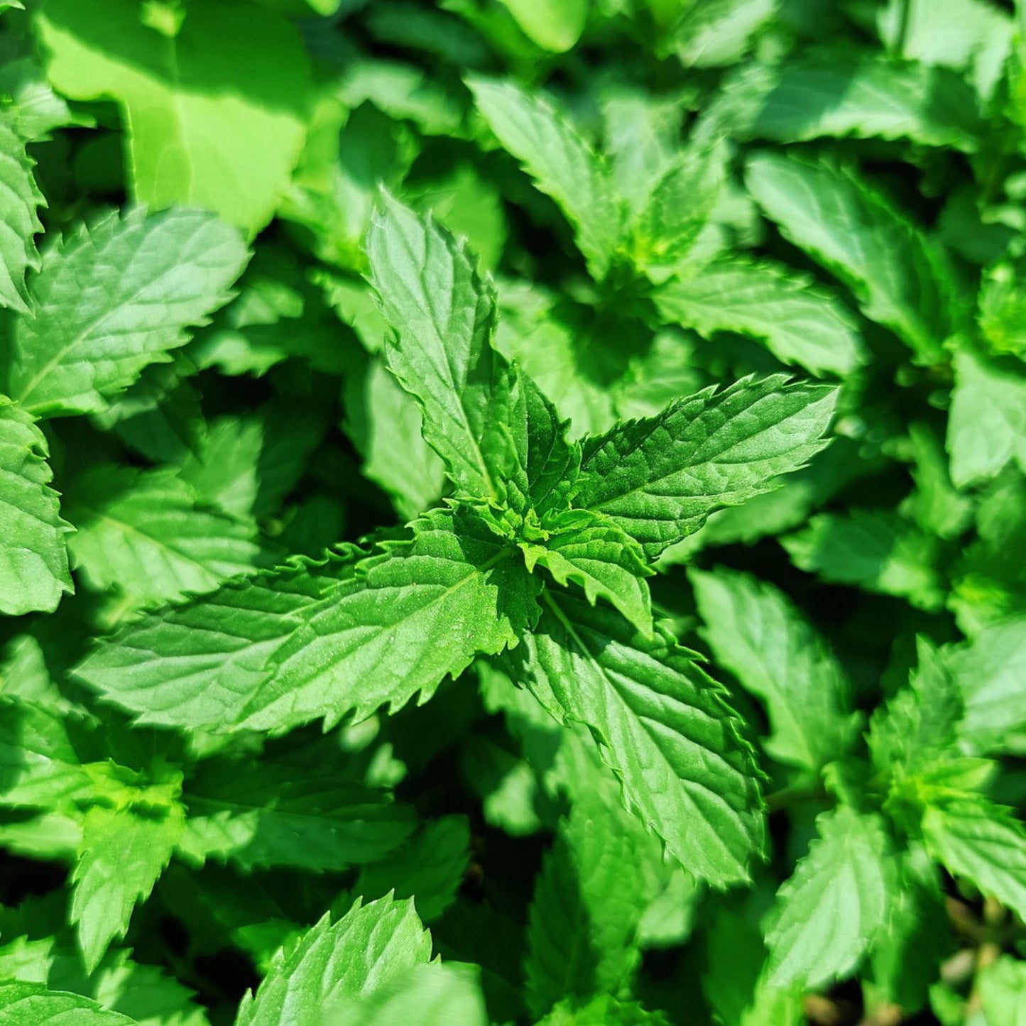Spearmint