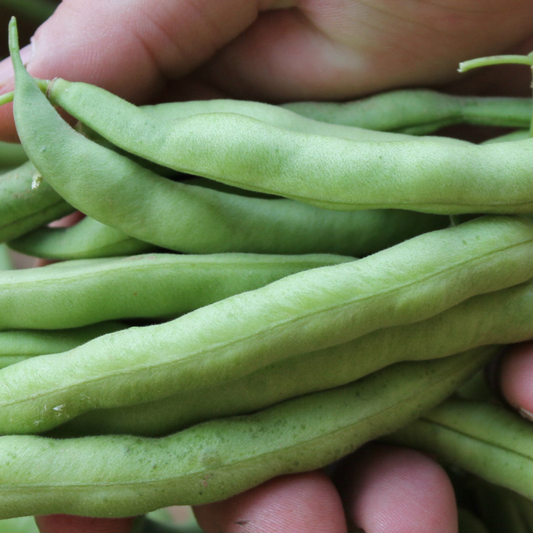 Stringless green pod bush beans freshly harvested showing smooth tender pods in hand