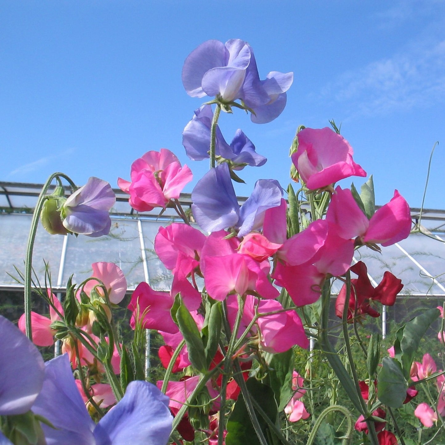 Royal Family Mix sweet pea flowers in pastel pink, lavender, and purple growing on climbing vines in garden