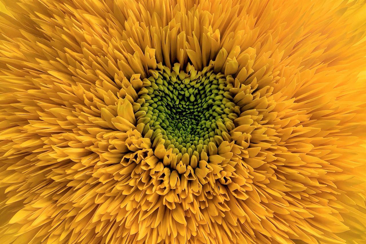 Teddy Bear Sunflower - Cheap Seeds, LLC