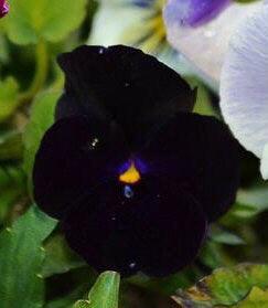 Viola Bowles Black Pansy - Cheap Seeds, LLC