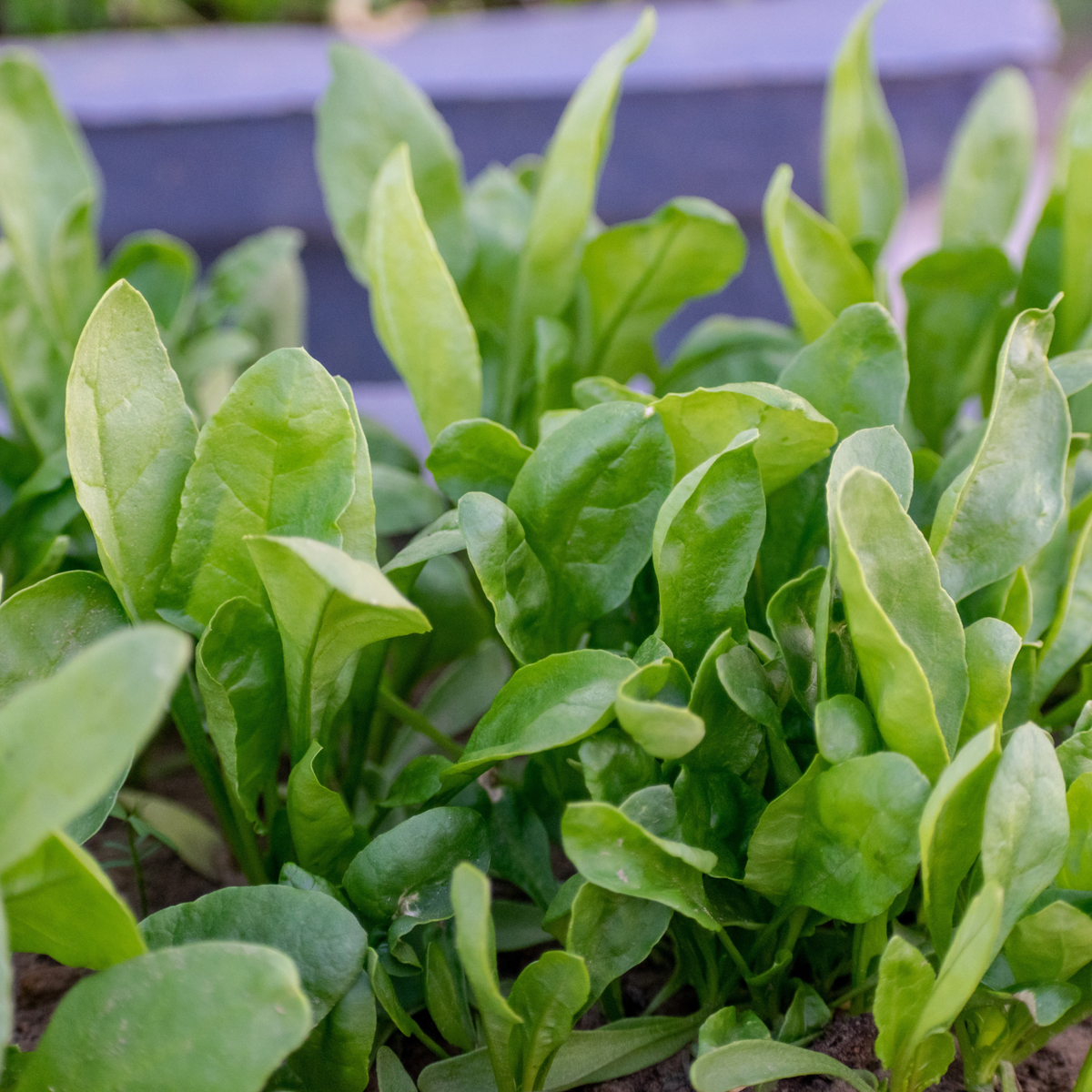 Viroflay spinach plants growing with tender green leaves in a garden bed