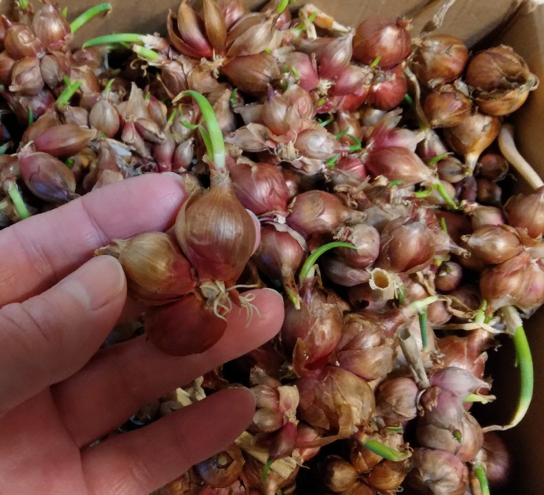 Red Catawissa Walking Onions – Rare Heirloom Perennial