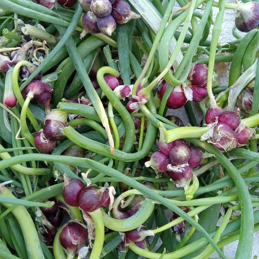 Top-set bulbils from walking onions, harvested and cleaned for propagation
