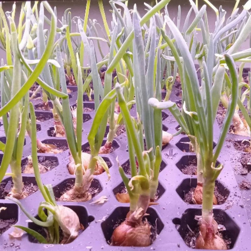 Red Catawissa Walking Onions – Rare Heirloom Perennial