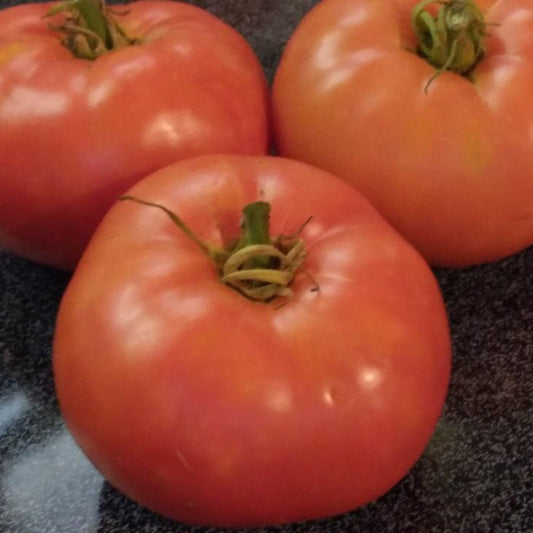 Watermelon Beefsteak Tomato