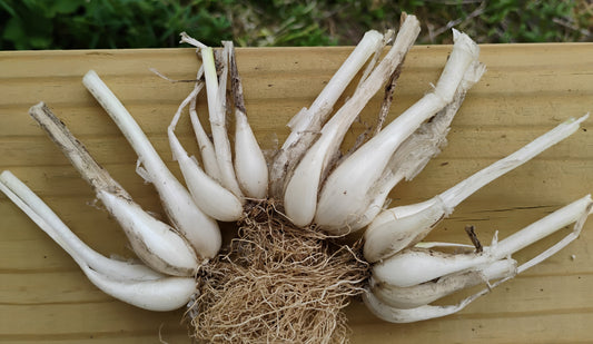 Cluster of White Multiplying Onion bulbs fanned out to show how multiple onions grow from a single planting.