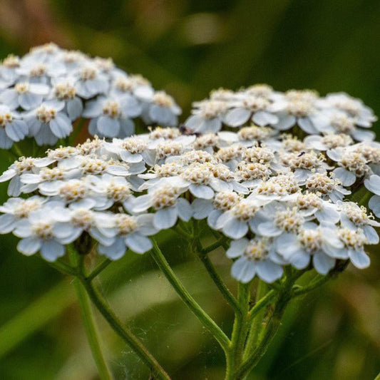 White Yarrow