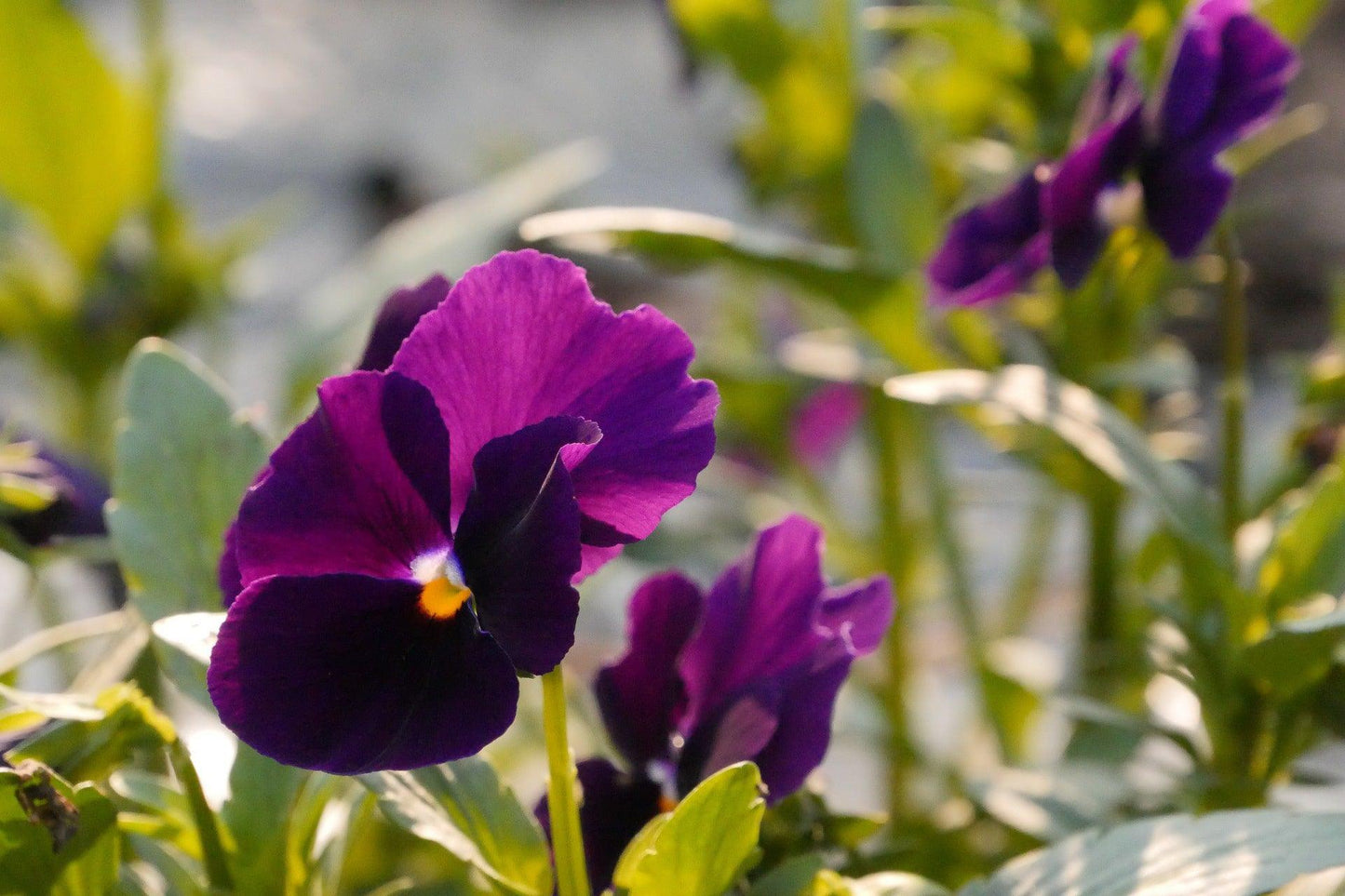 Wine Laeta Viola - Cheap Seeds, LLC