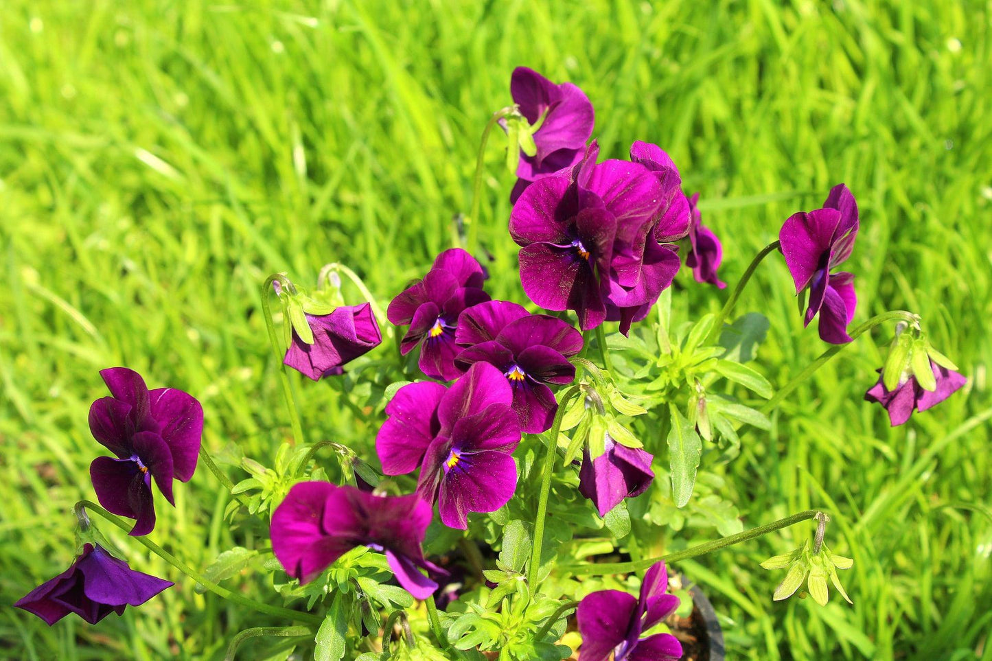 Wine Laeta Viola - Cheap Seeds, LLC
