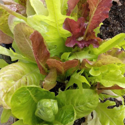 Winter Lettuce Mix