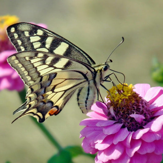 Lilliput Zinnia Mix