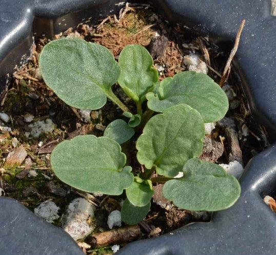 Arkwright Ruby Viola Pansy