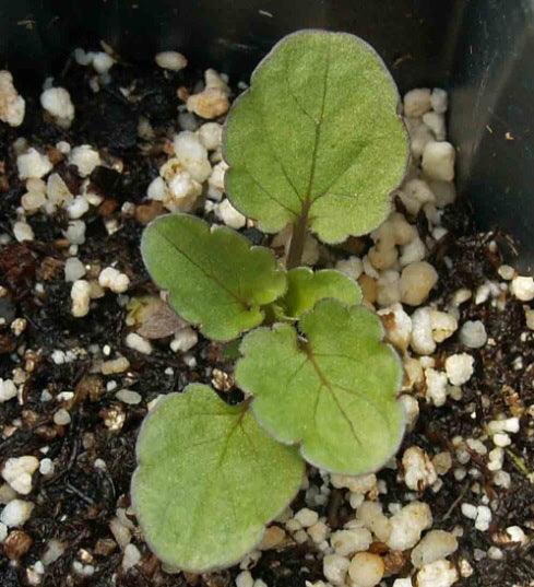pansy seed start