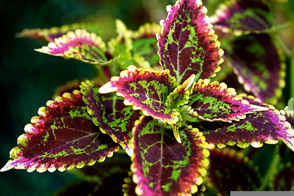 Coleus Rainbow Mix - Cheap Seeds, LLC