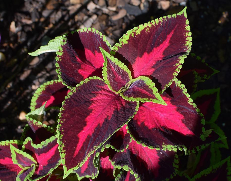 Coleus Rainbow Mix - Cheap Seeds, LLC