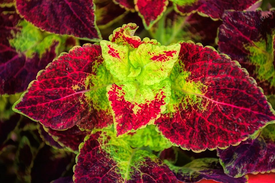 Coleus Rainbow Mix - Cheap Seeds, LLC
