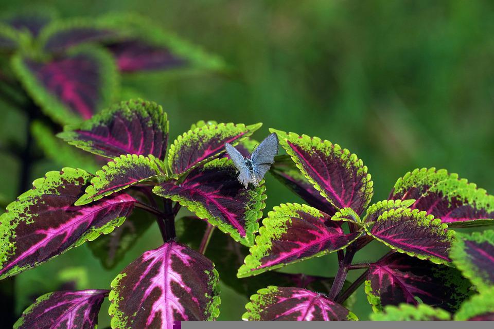 Coleus Rainbow Mix - Cheap Seeds, LLC