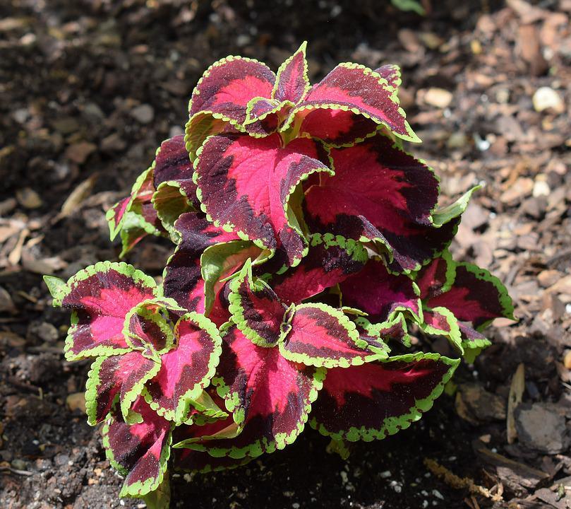 Coleus Rainbow Mix - Cheap Seeds, LLC