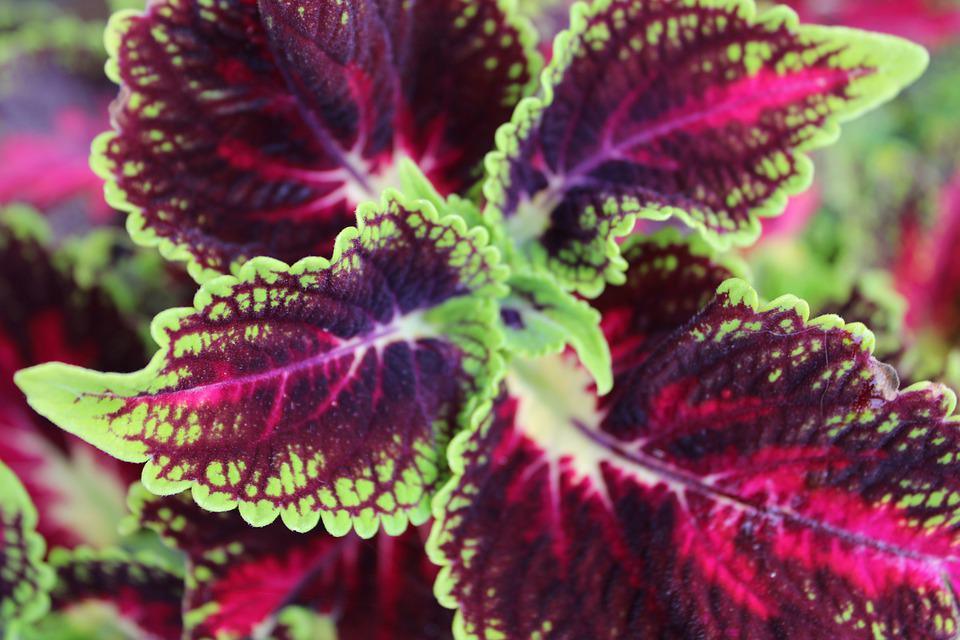 Coleus Rainbow Mix - Cheap Seeds, LLC