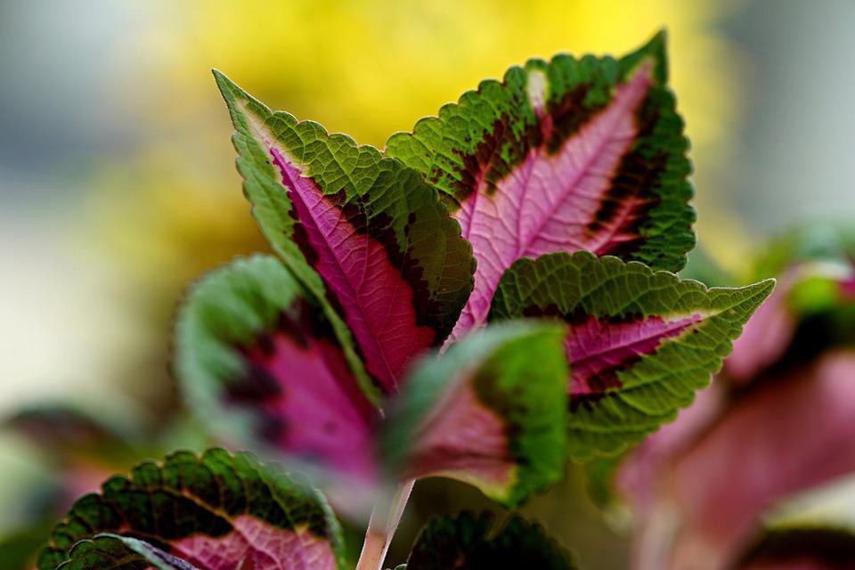 Coleus Rainbow Mix - Cheap Seeds, LLC