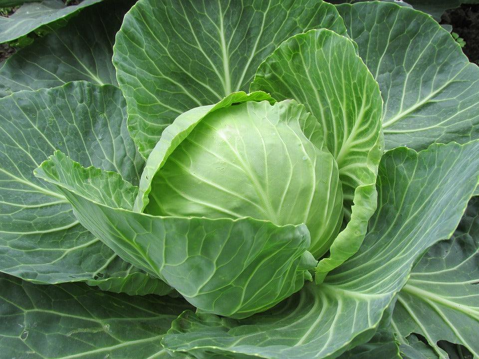 Copenhagen Market Cabbage - Cheap Seeds, LLC