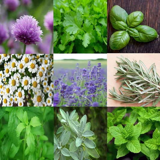 Heirloom Herb Seeds - Cheap Seeds, LLC